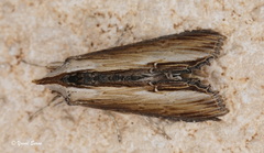 Cucullia verbasci