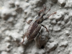 Hyperinae