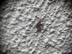 Hyperinae