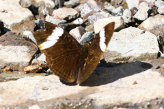 Adelpha lycorias