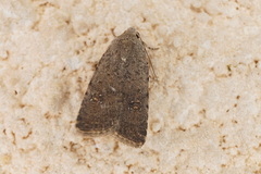 Caradrina flavirena