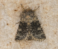 Brachygalea kalchbergi