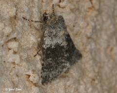 Brachygalea kalchbergi