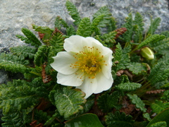 Dryas octopetala