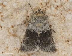 Brachygalea kalchbergi