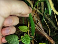 Pteris ensiformis victoriae