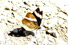 Adelpha lycorias