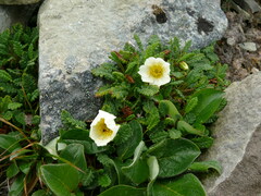 Dryas octopetala