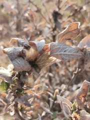 Brickellia veronicifolia