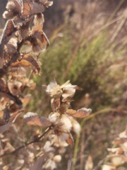 Brickellia veronicifolia
