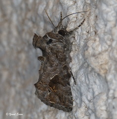 Ctenoplusia accentifera