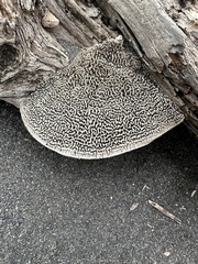 Pseudodiploria strigosa