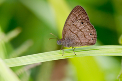 Hermeuptychia hermes