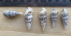 Cerithium atratum