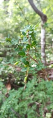 Berberis