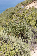 Protea lepidocarpodendron