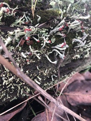 Cladonia bellidiflora