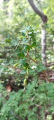 Berberis