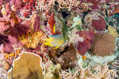 Amblyglyphidodon aureus