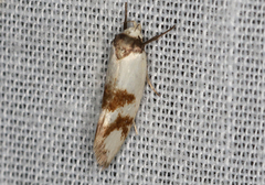 Antipterna trilicella