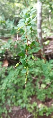 Berberis