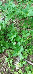 Berberis