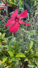 Hibiscus coccineus