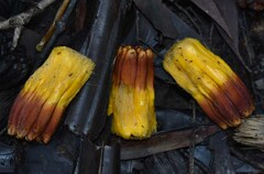 Pandanus solms-laubachii