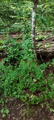 Berberis