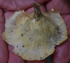 Lentinus sajor-caju