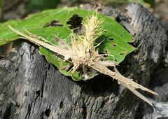 Akanthomyces