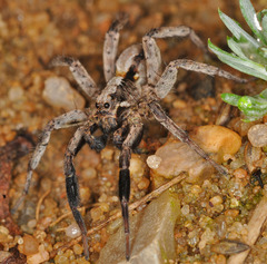 Alopecosa barbipes