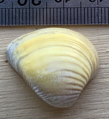 Anomalocardia flexuosa