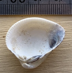 Anomalocardia flexuosa