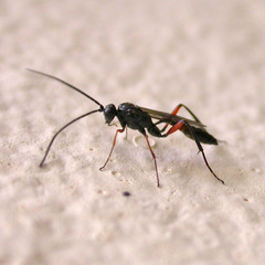 Cryptinae