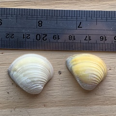 Anomalocardia flexuosa