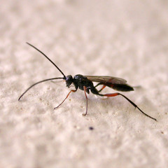 Cryptinae