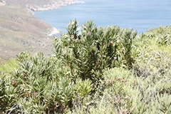 Protea lepidocarpodendron