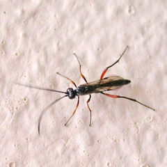 Cryptinae