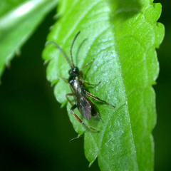Cryptinae