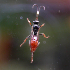 Cryptinae