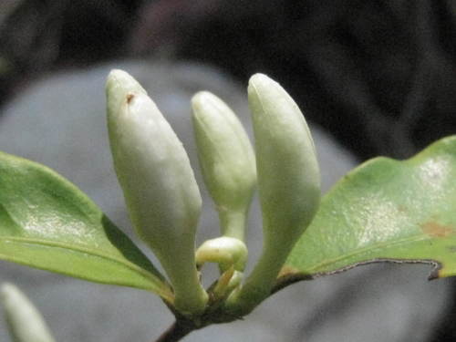 Coffea pervilleana image