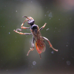 Cryptinae