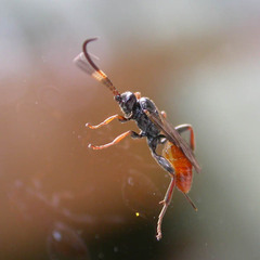 Cryptinae
