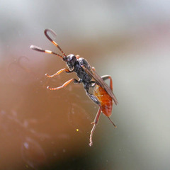 Cryptinae