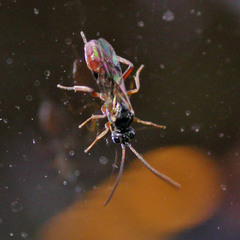 Cryptinae