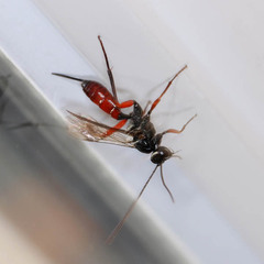 Cryptinae