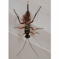 Cryptinae