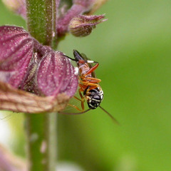 Diplazon laetatorius