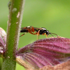 Diplazon laetatorius